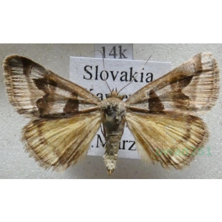 Euclidia triquetra (Denis & Schiffermüller, 1775) Slovakia14k